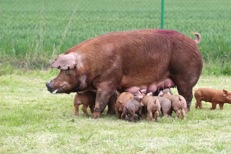 Hnědá prasice plemene duroc s mláďaty na trávníku.