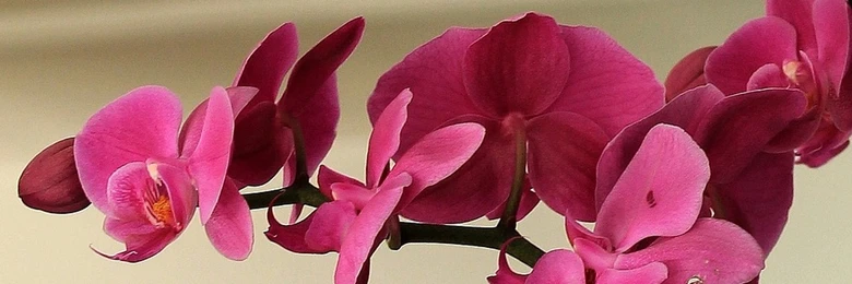 Růžové květy phalaenopsis orchidej na zeleném stonku.