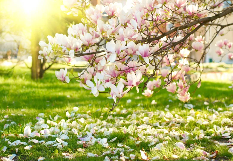 Rozkvetlé růžovo-bílé květy magnolie na trávníku s opadlými lístky.