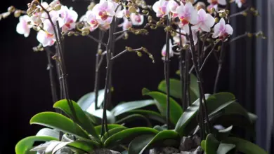 Rostoucí phalaenopsis s květy růžové a bílé barvy.