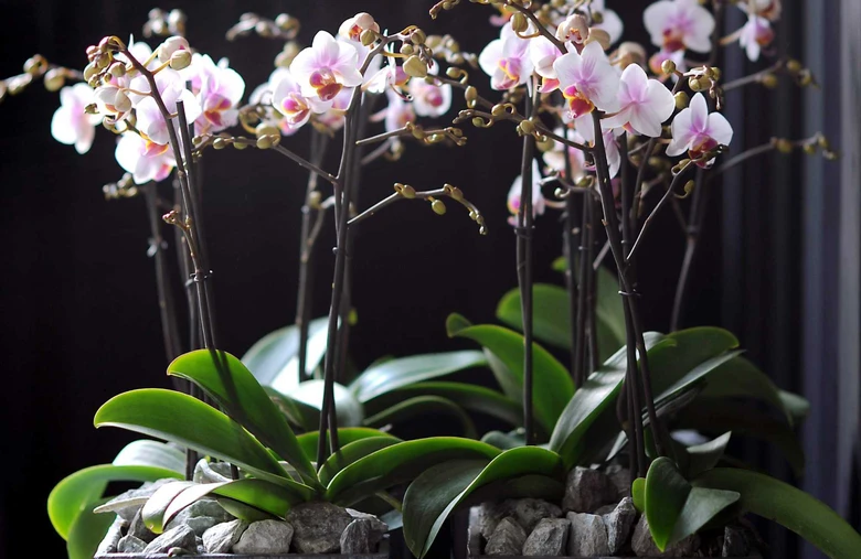 Rostoucí phalaenopsis s květy růžové a bílé barvy.