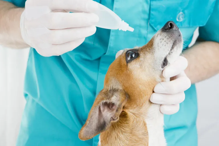 Veterinář podává psu kapky do očí při zánětu spojivek.