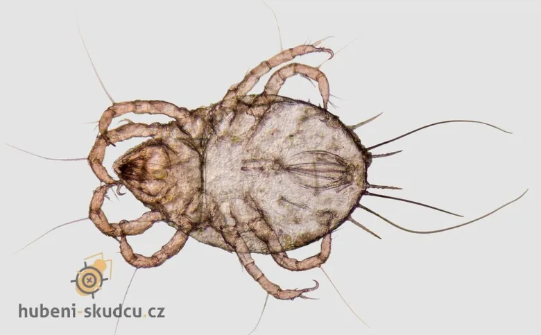 Mikroskopický záběr na prachového roztoče s viditelnými nohami.