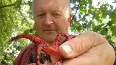 Muž drží v ruce červený houbu květnatec archerův.