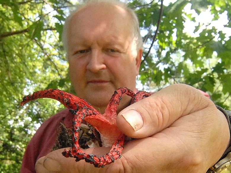 Muž drží v ruce červený houbu květnatec archerův.