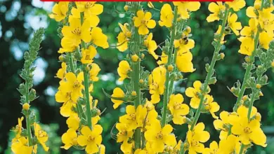 Žlutá divizna velkokvětá (Verbascum densiflorum) v plném květu.