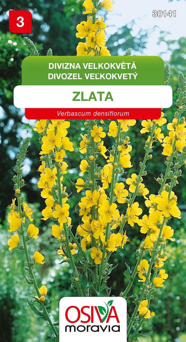 Žlutá divizna velkokvětá (Verbascum densiflorum) v plném květu.