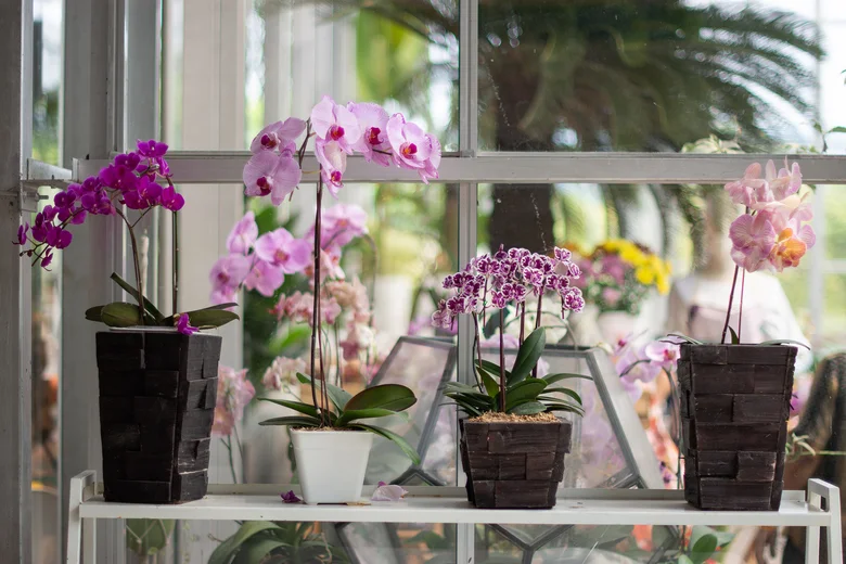 Různé druhy fialových orchidejí Phalaenopsis v květináčích na polici.