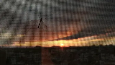 Silueta komára tygrovaného na západ slunce za mříží