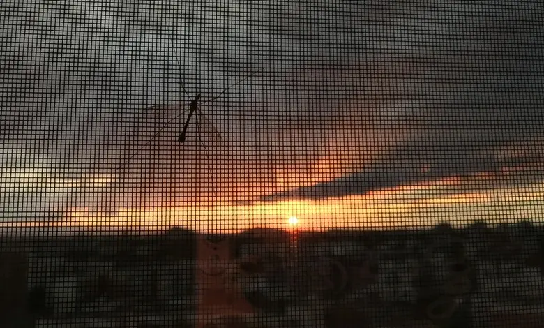 Silueta komára tygrovaného na západ slunce za mříží
