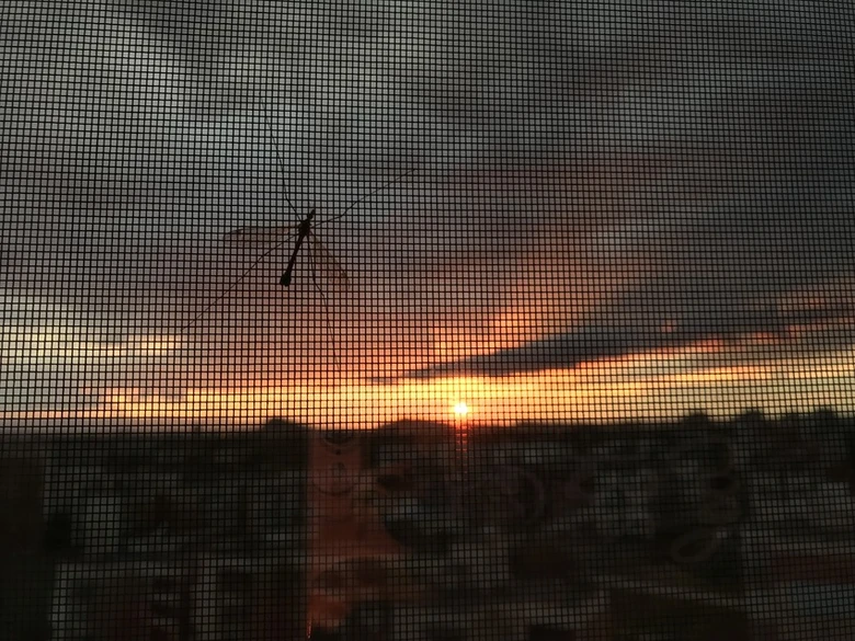 Silueta komára tygrovaného na západ slunce za mříží