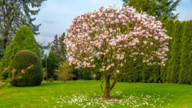 Rostoucí růžová magnolie v zelené zahradě s květy na zemi.
