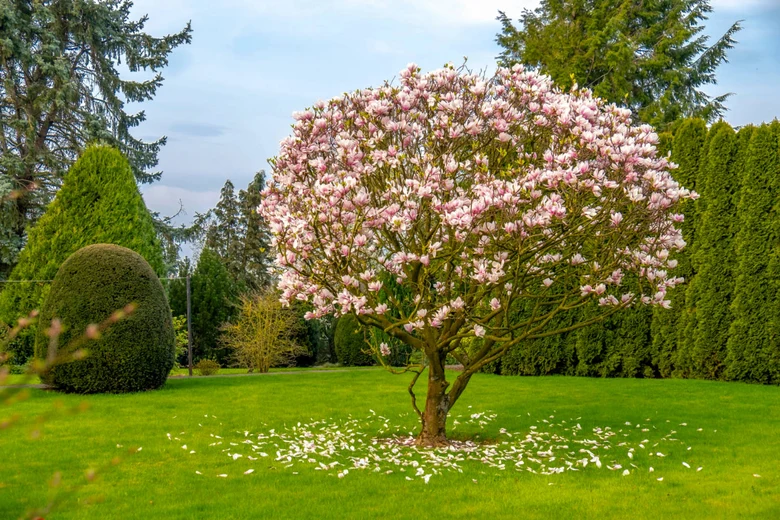 Rostoucí růžová magnolie v zelené zahradě s květy na zemi.