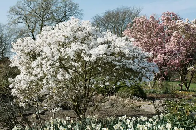 Bílé a růžové kvetoucí magnolie v zahradě s narcisy.