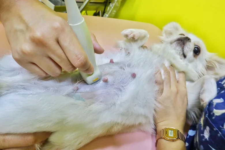 Veterinář provádí ultrazvukové vyšetření břicha malého psa.