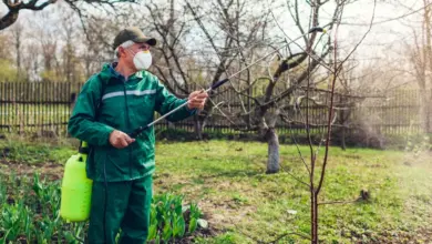Muž v ochranném obleku postřikuje stromy pesticidy.