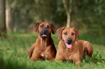 Dva hnědí psi plemene Rhodesian Ridgeback leží na trávě.