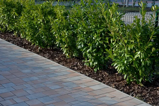 Privet hedge row