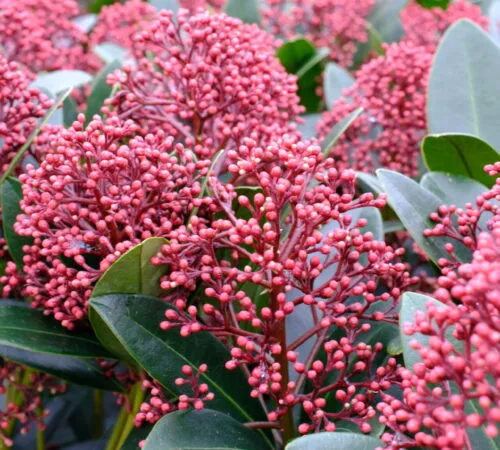 Růžové plody a zelené listy rostliny skimie japonica.