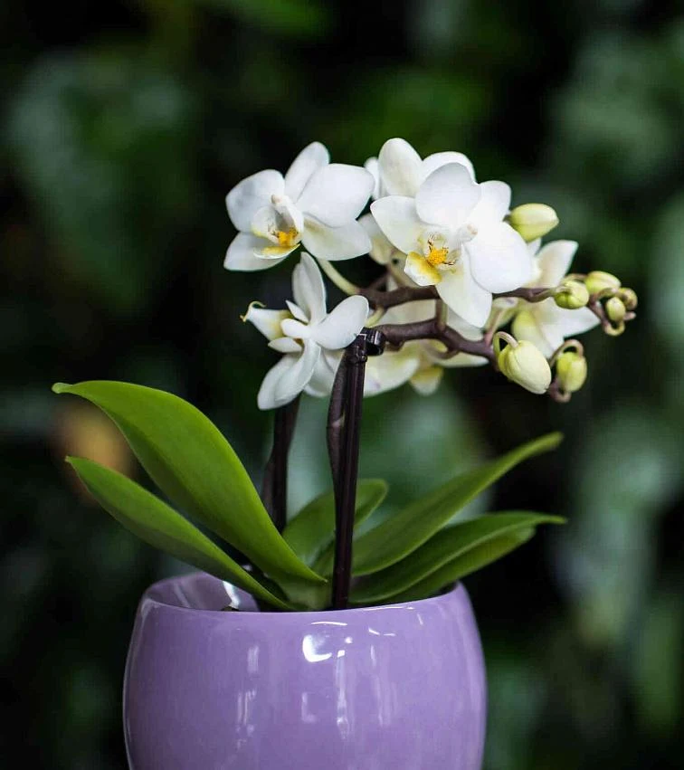 Bílá phalaenopsis v fialovém květináči s pupeny na rozostleném pozadí.
