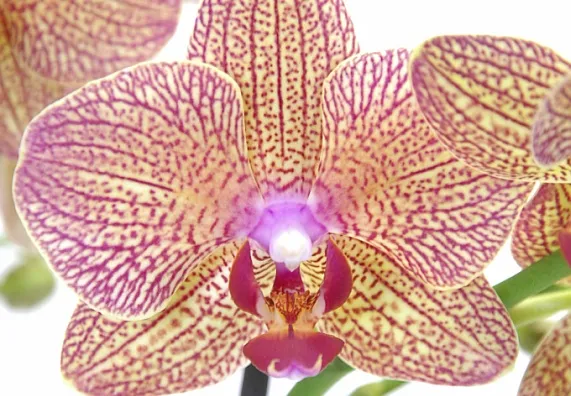 Květená fialová phalaenopsis s žlutými skvrnami na lístcích.