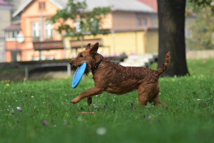Irský teriér běží s modrým létajícím talířem v ústech.