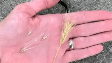 Ruka drží slámu obilí s vytrhnutými ostnaty na pozadí dlažby.