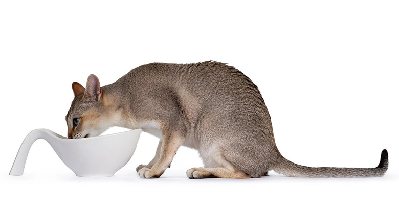 Singapura cat drinking from bowl