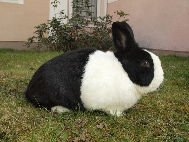 Černobílý střední králík sedící na trávě před domem.