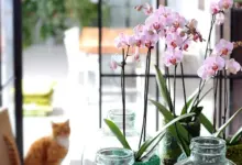 Růžové phalaenopsis orchideje kvetoucí ve skleněných vázách s mechem.