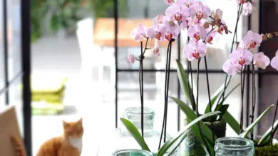 Růžové phalaenopsis orchideje kvetoucí ve skleněných vázách s mechem.