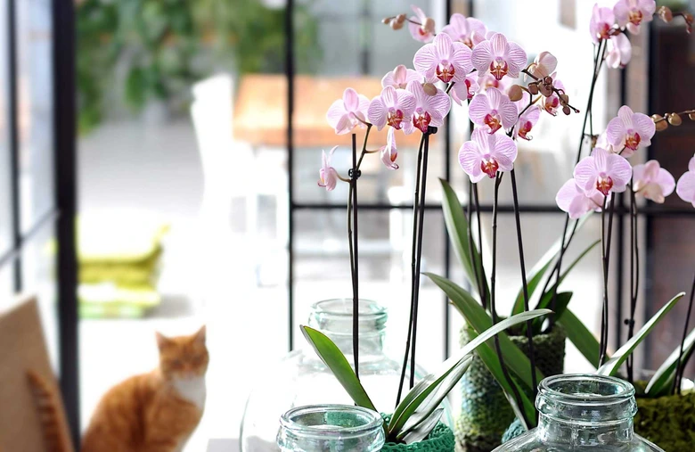 Růžové phalaenopsis orchideje kvetoucí ve skleněných vázách s mechem.