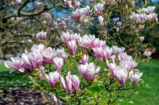 Růžové květy magnolie v plném rozkvětu na zahradě.