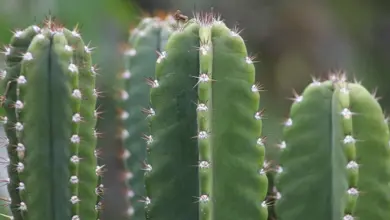 Zelené kaktusy rodu Echinopsis (San Pedro) s trny rostoucí v zahradě.