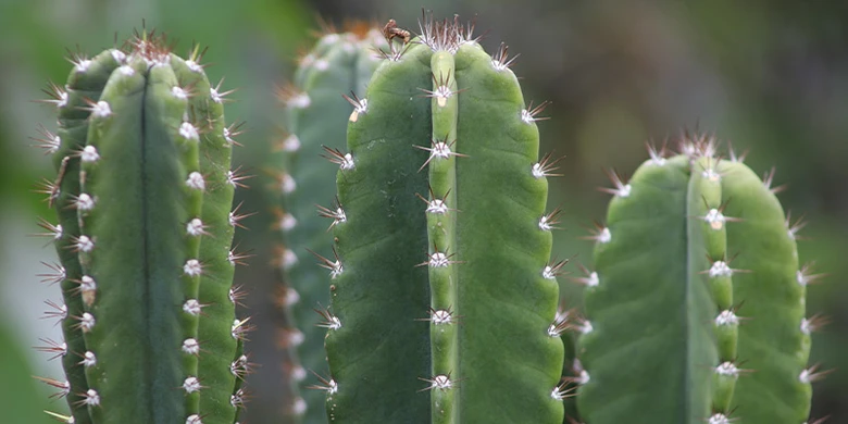 Zelené kaktusy rodu Echinopsis (San Pedro) s trny rostoucí v zahradě.