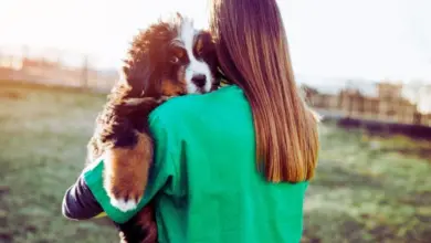 Žena drží adoptovaného bernského horského štěněte venku na trávníku.
