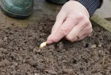 Ruka zasazuje česnekový stroužek do země.