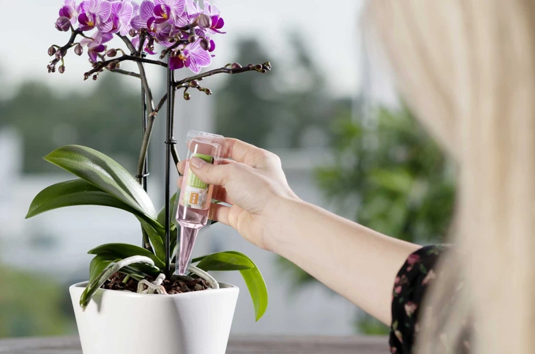 Ruka zalévá fialovou orchidej Phalaenopsis tekutým hnojivem.
