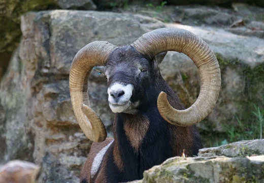 Muflonský samec s velkými rohy na skalnatém pozadí.