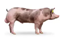 Prase plemene duroc s typickými skvrnami na bledě růžové kůži.