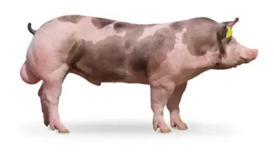Prase plemene duroc s typickými skvrnami na bledě růžové kůži.