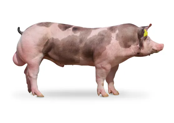 Prase plemene duroc s typickými skvrnami na bledě růžové kůži.