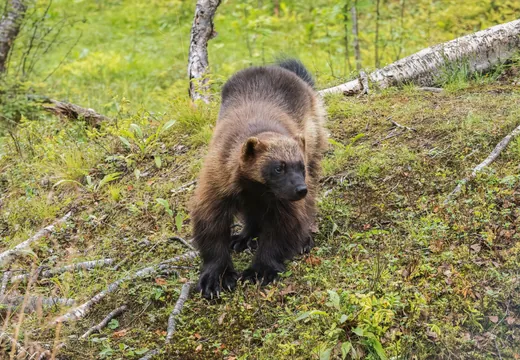 Wolverine walking on slope
