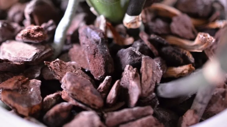 Orchid bark medium close-up