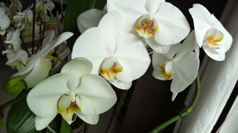 Bílé květy phalaenopsis s žlutým středem na zeleném stonku.